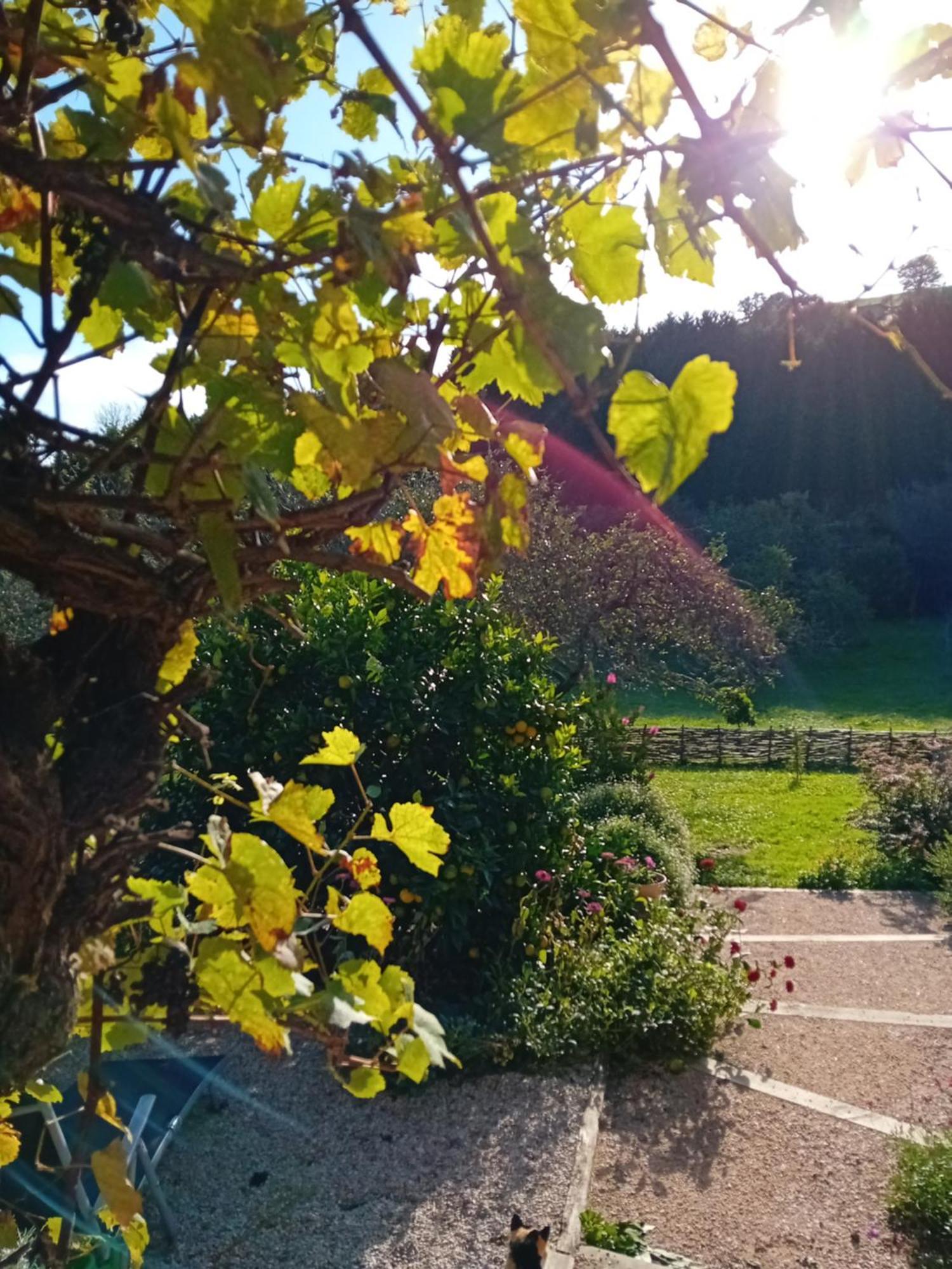 Paca Casa Rural. Arts And Landscape In Asturias 기욘 외부 사진